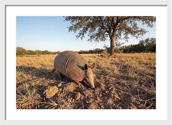 Armadillo Adventures In The Wild