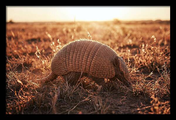 Armored Beauty In Nature