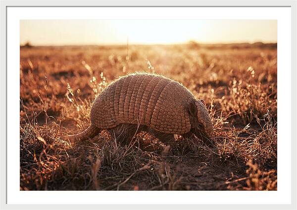 Armored Beauty In Nature
