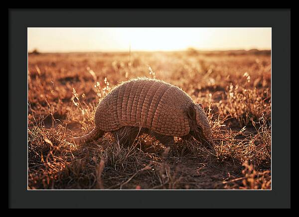 Armored Beauty In Nature