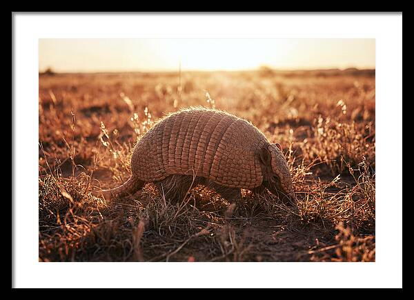 Armored Beauty In Nature