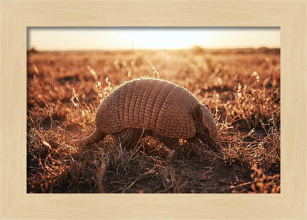 Armored Beauty In Nature