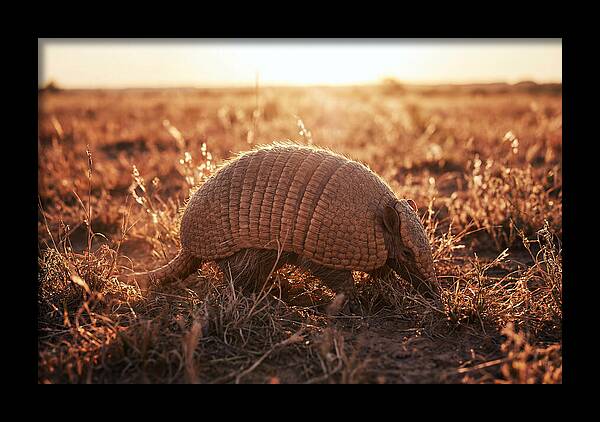 Armored Beauty In Nature