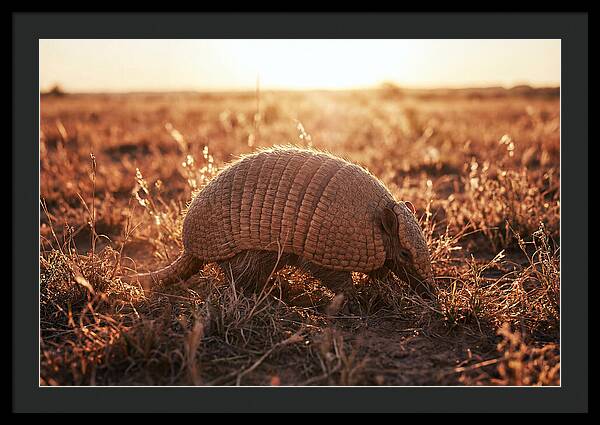 Armored Beauty In Nature