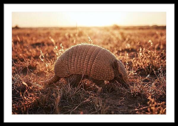 Armored Beauty In Nature