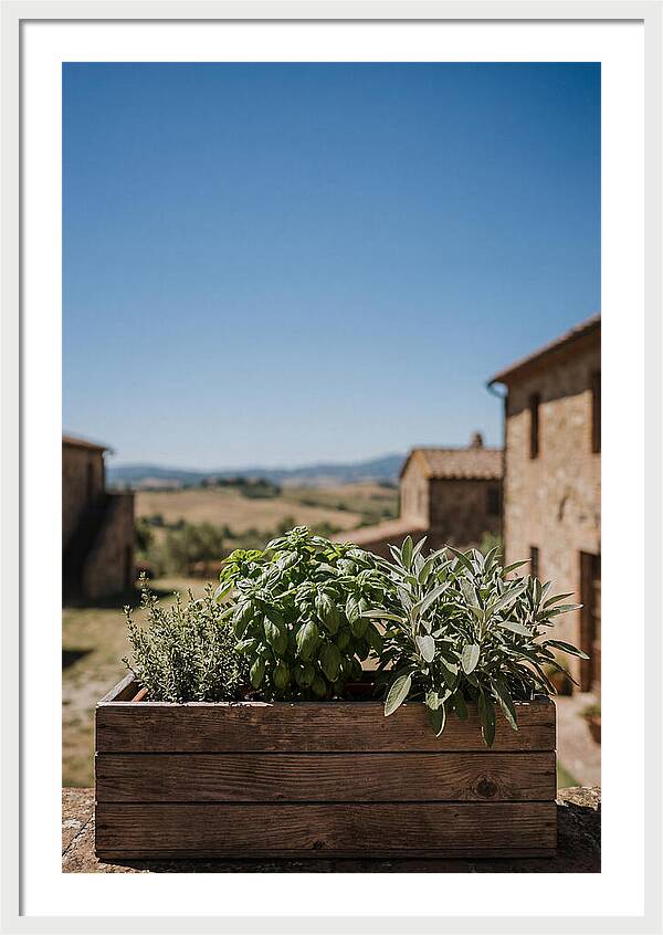 Aromatic Herb Window Box