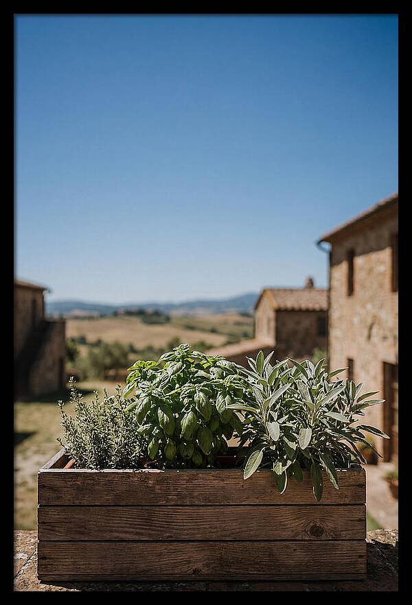 Aromatic Herb Window Box