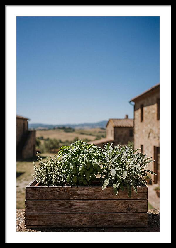 Aromatic Herb Window Box