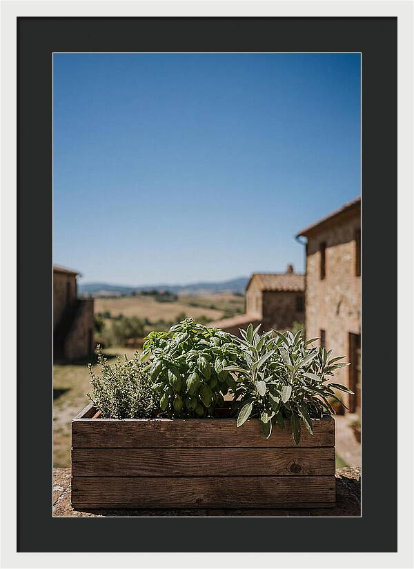 Aromatic Herb Window Box