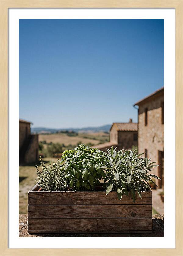 Aromatic Herb Window Box