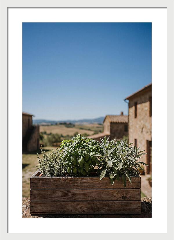 Aromatic Herb Window Box