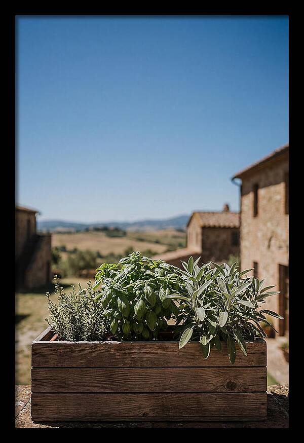 Aromatic Herb Window Box
