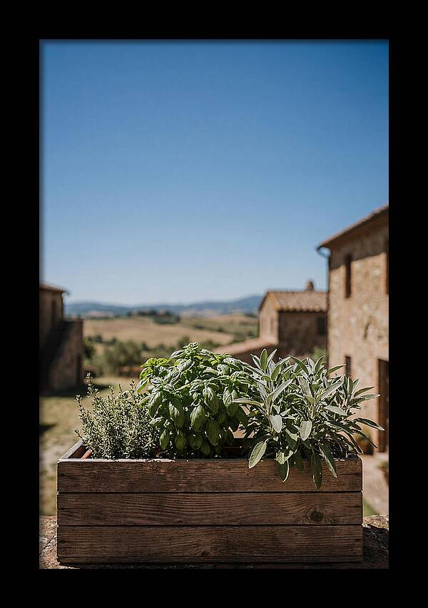 Aromatic Herb Window Box