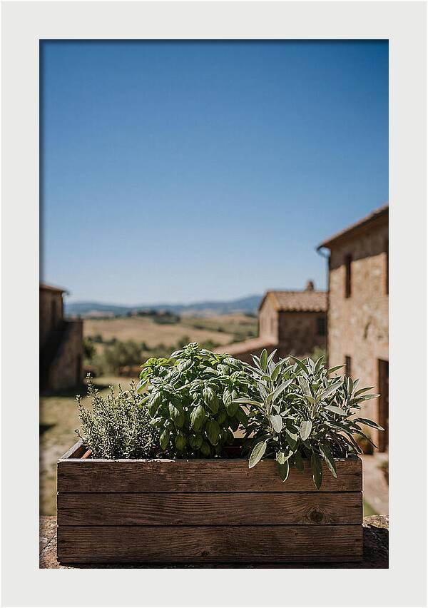 Aromatic Herb Window Box