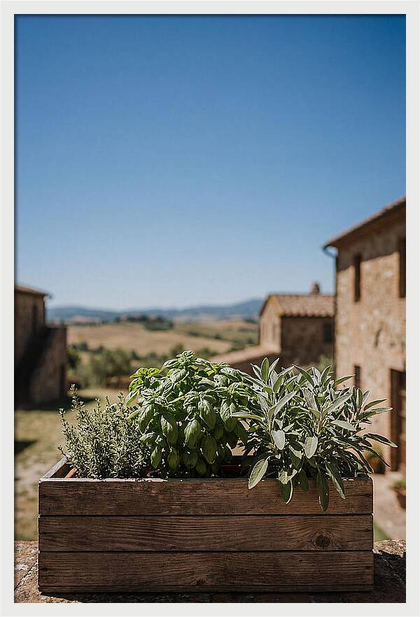 Aromatic Herb Window Box