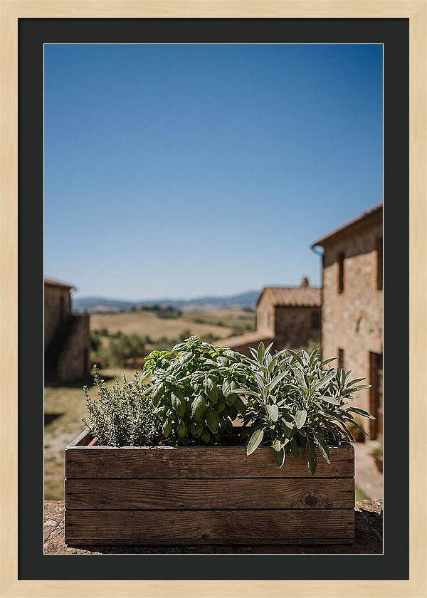 Aromatic Herb Window Box