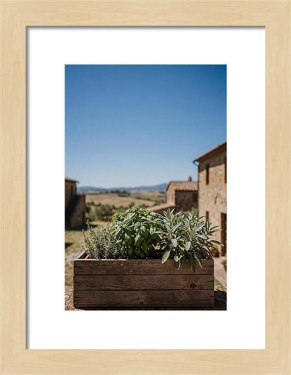 Aromatic Herb Window Box
