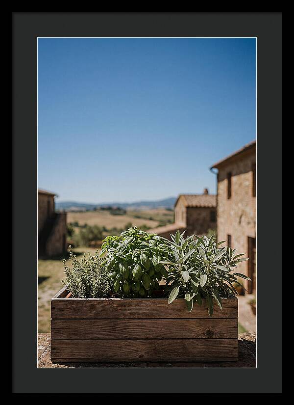Aromatic Herb Window Box