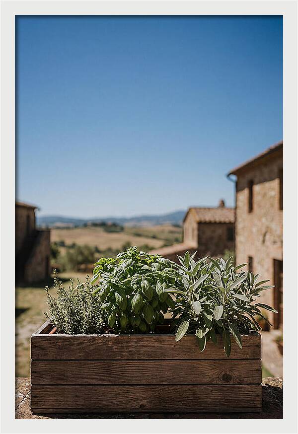 Aromatic Herb Window Box