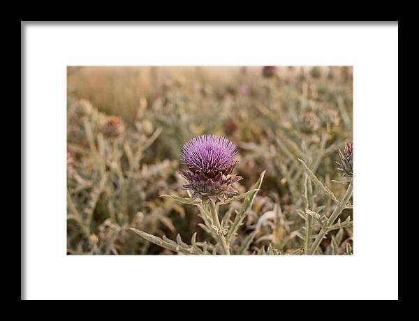 Artichoke Flower In Bloom