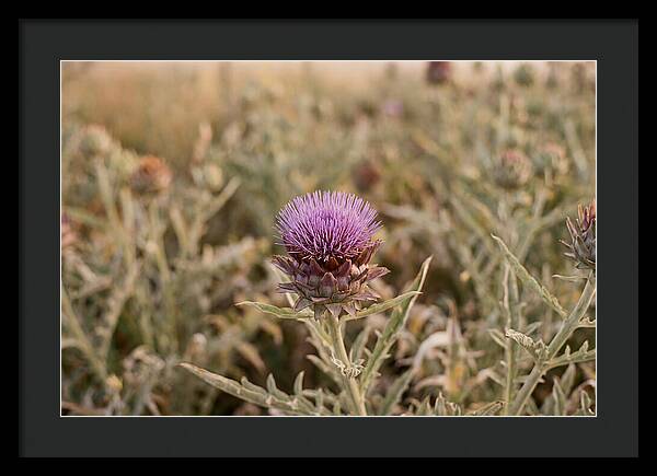 Artichoke Flower In Bloom
