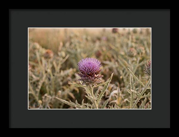Artichoke Flower In Bloom