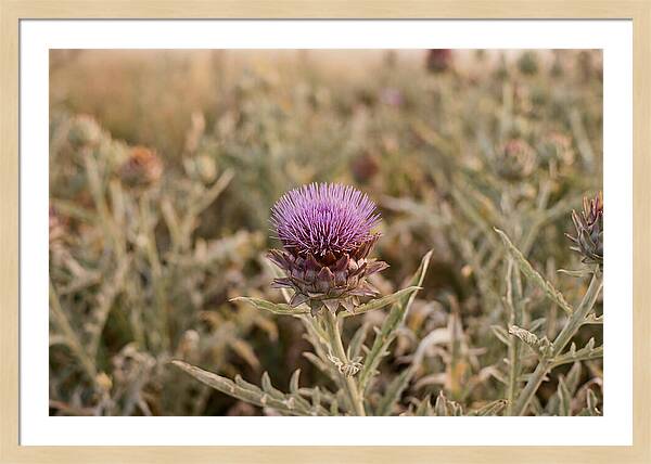 Artichoke Flower In Bloom
