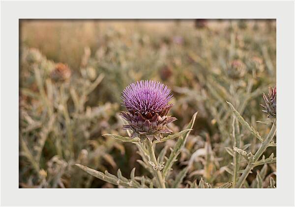 Artichoke Flower In Bloom