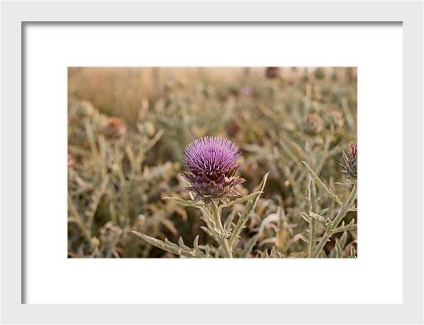 Artichoke Flower In Bloom