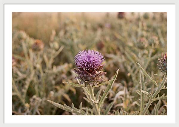 Artichoke Flower In Bloom
