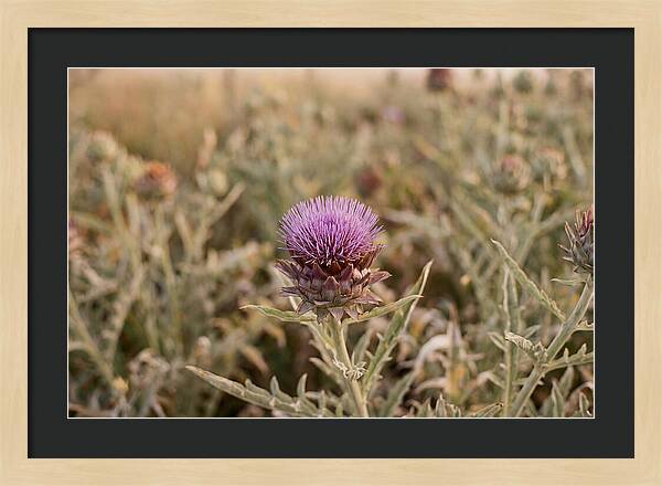 Artichoke Flower In Bloom