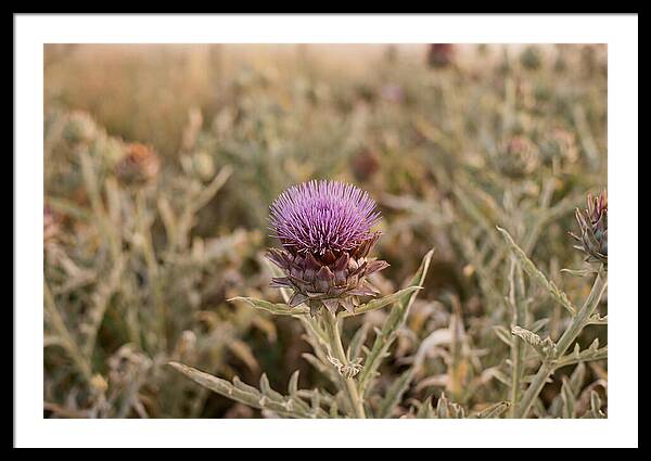 Artichoke Flower In Bloom