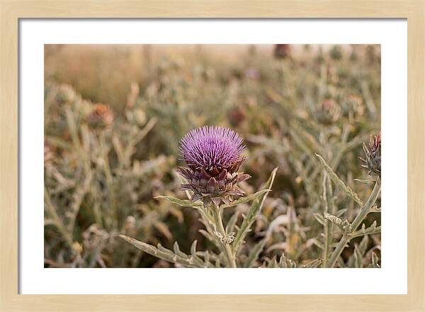 Artichoke Flower In Bloom