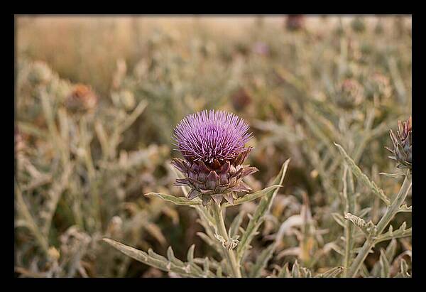 Artichoke Flower In Bloom