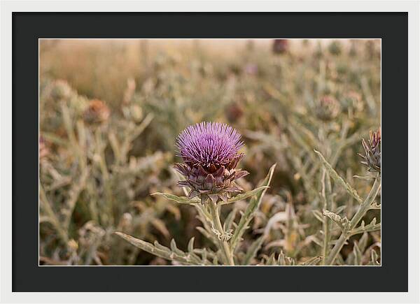 Artichoke Flower In Bloom