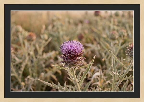 Artichoke Flower In Bloom