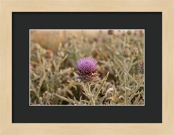 Artichoke Flower In Bloom