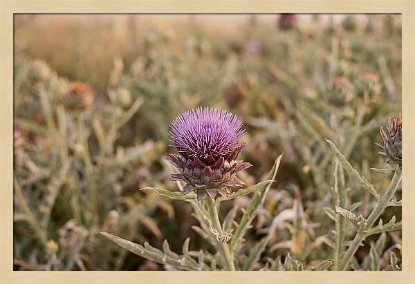 Artichoke Flower In Bloom
