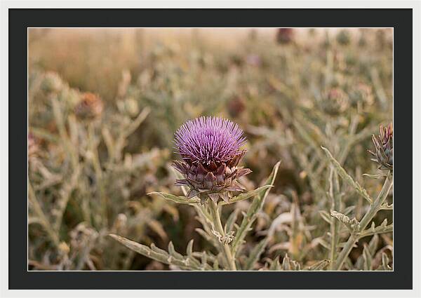 Artichoke Flower In Bloom