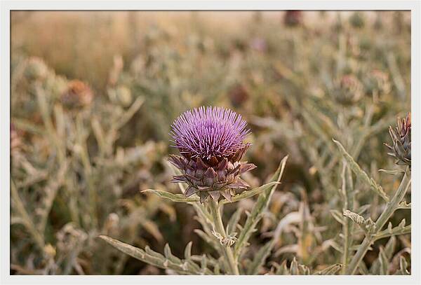 Artichoke Flower In Bloom