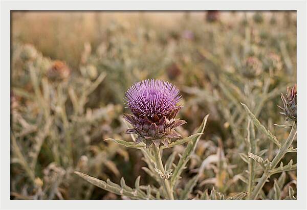 Artichoke Flower In Bloom