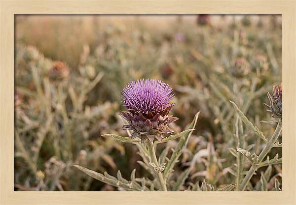 Artichoke Flower In Bloom
