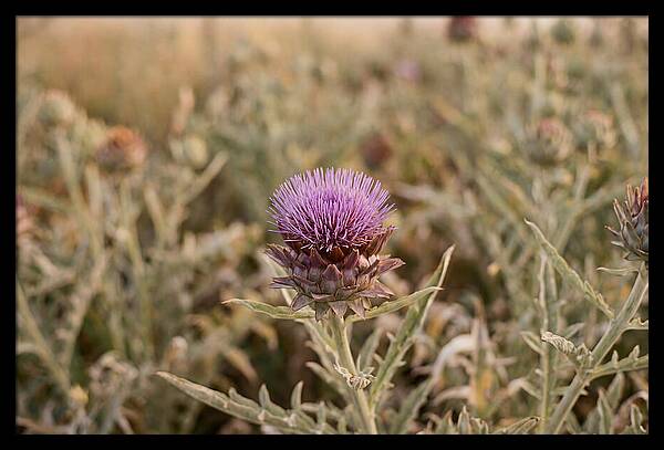 Artichoke Flower In Bloom