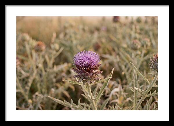 Artichoke Flower In Bloom