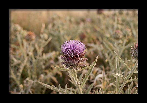 Artichoke Flower In Bloom