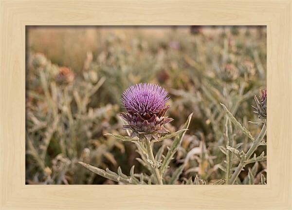 Artichoke Flower In Bloom