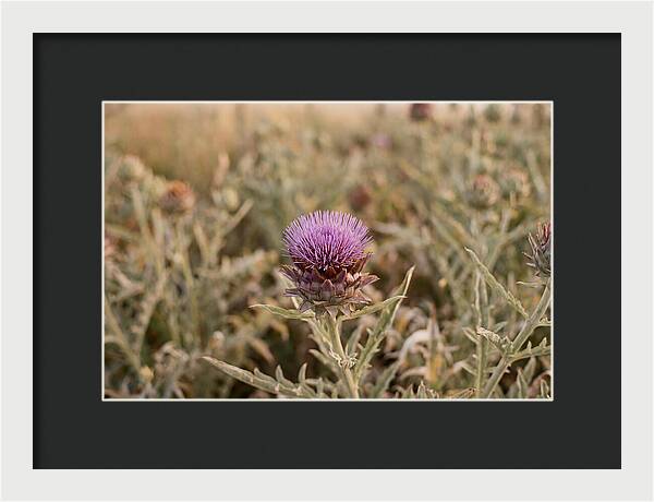 Artichoke Flower In Bloom