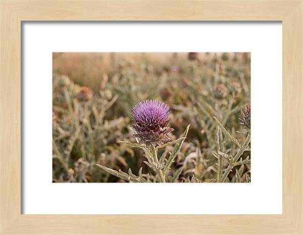 Artichoke Flower In Bloom