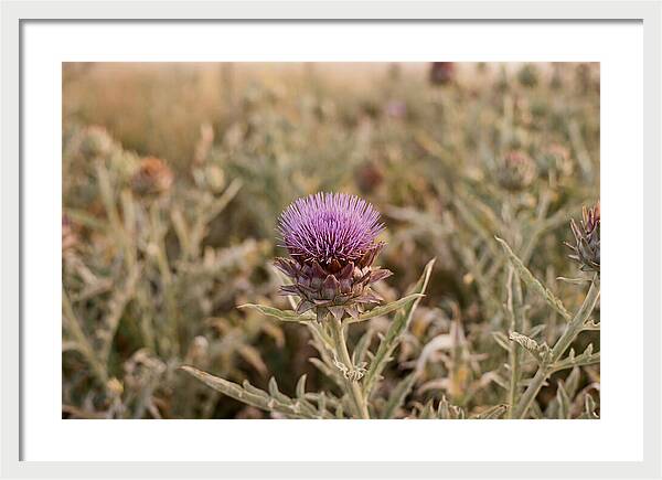 Artichoke Flower In Bloom
