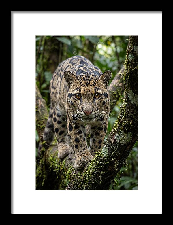 Asian Clouded Leopard Close Up